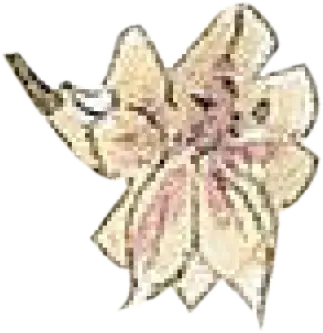 fleur blanche