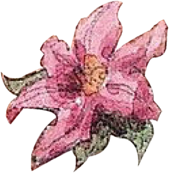 fleur rose