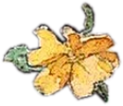 fleur jaune