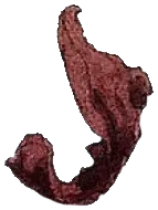 pétale 1