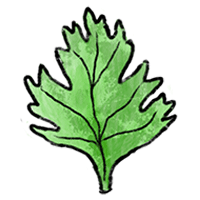 Coriandre