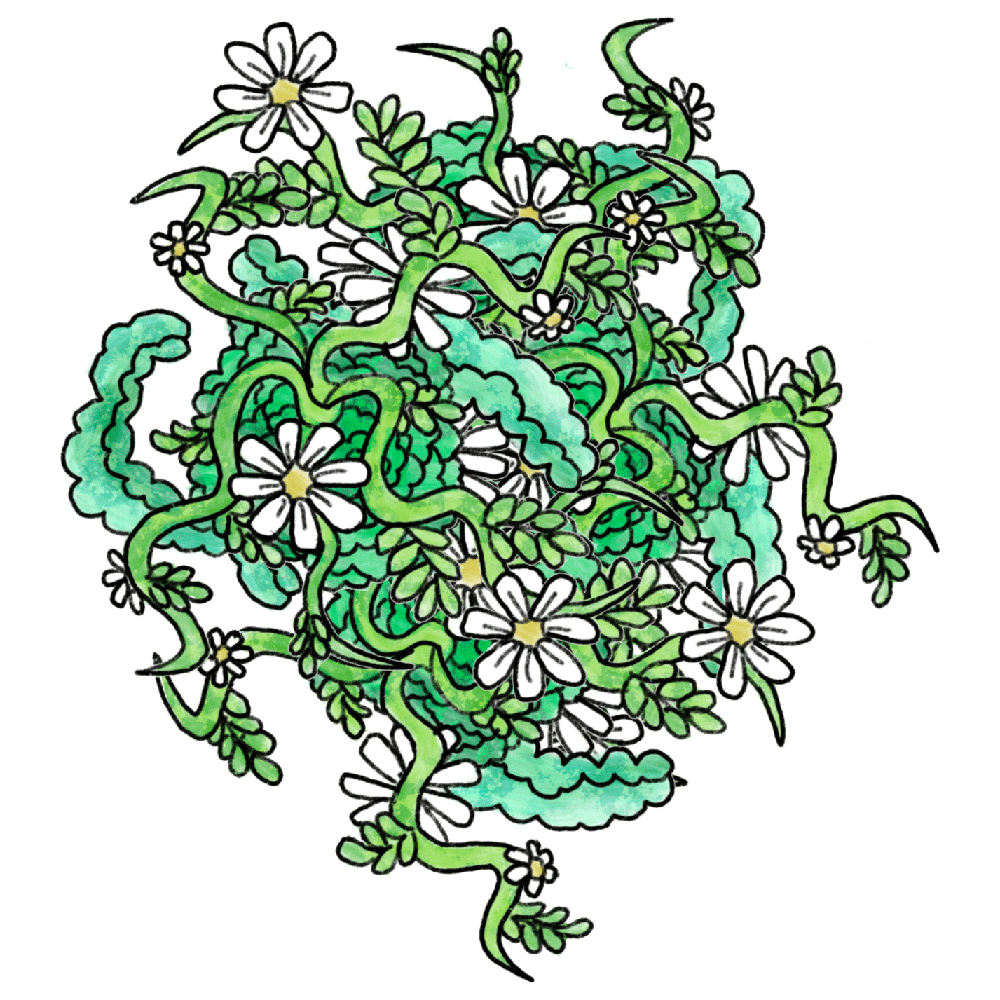 Fleurs blanches